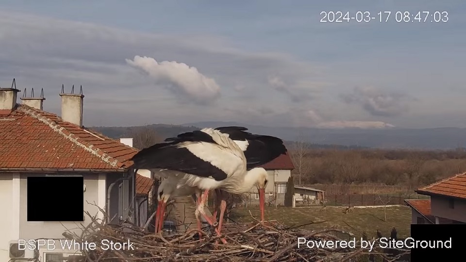 Село Драгушиново времето уеб камера щъркелово гнездо, бял щъркел, Община Самоков, Софийска област, kamera, live webcam